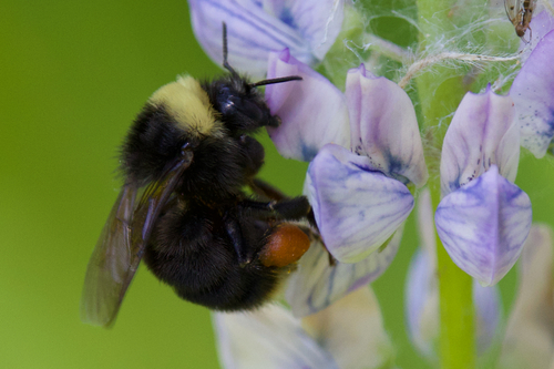 iNaturalist observation photo of Western Bumble Bee