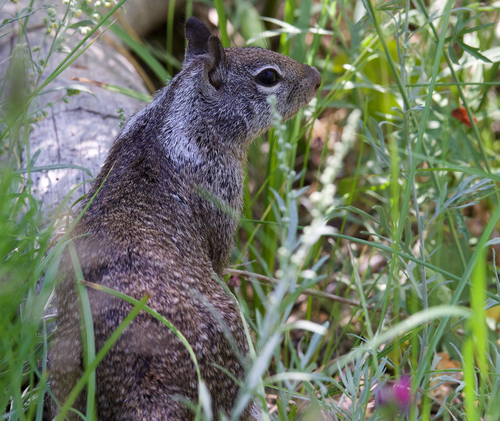 iNaturalist observation photo of California Ground Squirrel