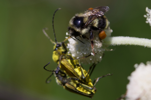 iNaturalist observation photo of Yellow Velvet Beetle