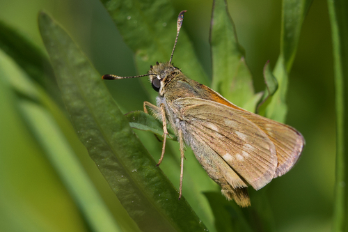 iNaturalist observation photo of branded grass skippers