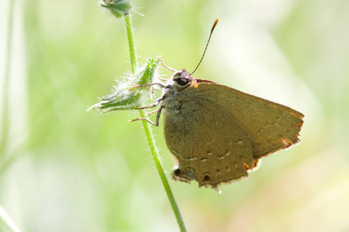 iNaturalist observation photo of Hedgerow Hairstreak