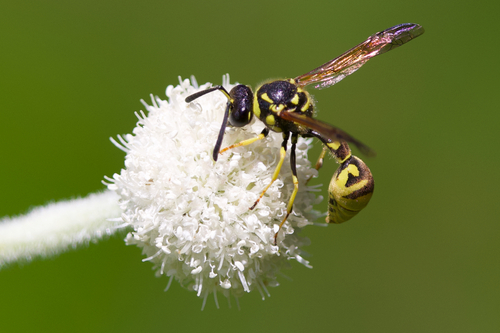 iNaturalist observation photo of Typical Potter Wasps