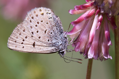 iNaturalist observation photo of Greenish Blue