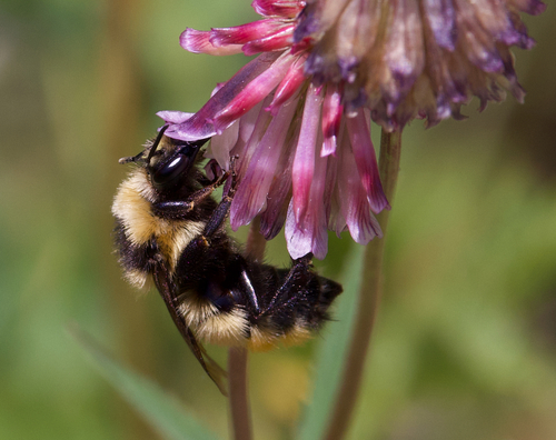 iNaturalist observation photo of Great Basin Bumble Bee