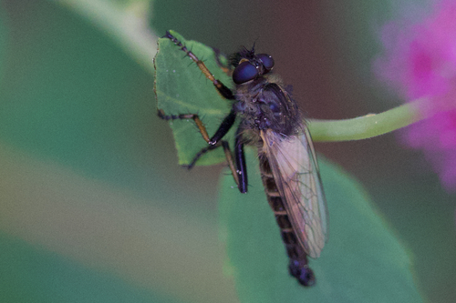 iNaturalist observation photo of Bentbristles