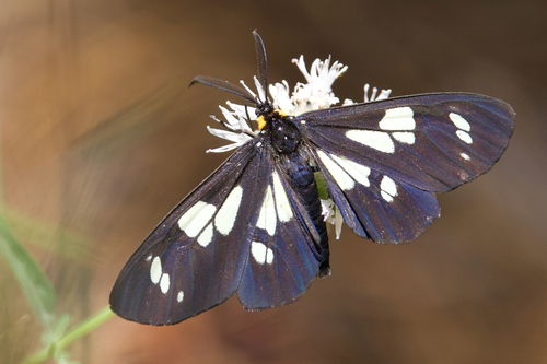 iNaturalist observation photo of Wild Forget-me-not Moth