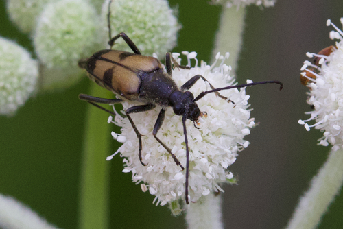 iNaturalist observation photo of Etorofus propinquus