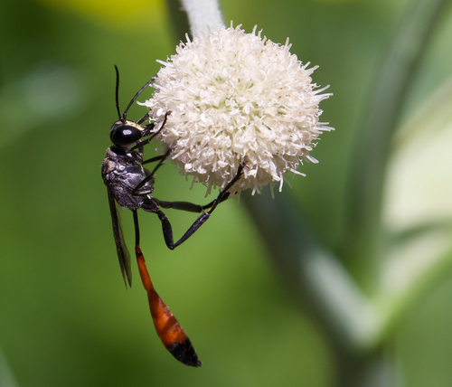 iNaturalist observation photo of Thread-waisted Sand Wasps