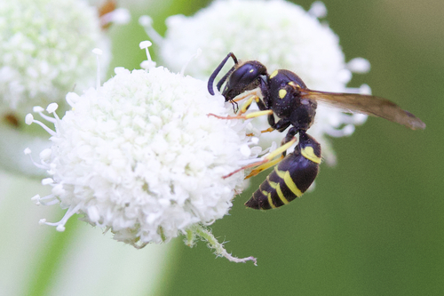 iNaturalist observation photo of Bramble Mason Wasp