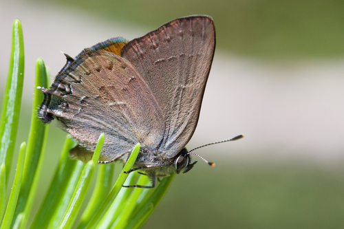 iNaturalist observation photo of Hedgerow Hairstreak