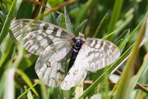iNaturalist observation photo of Clodius Parnassian