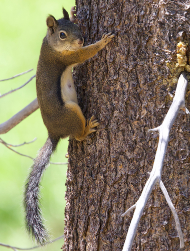 iNaturalist observation photo of Douglas's Squirrel