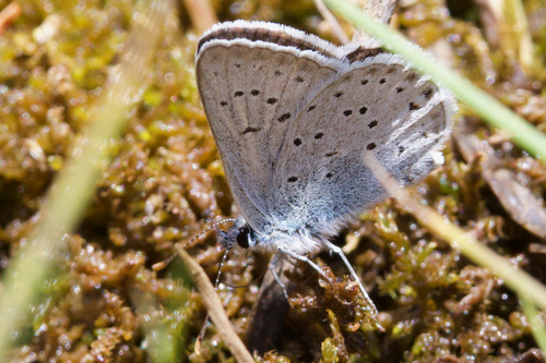 iNaturalist observation photo of Greenish Blue