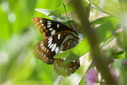 iNaturalist observation photo of Lorquin's Admiral