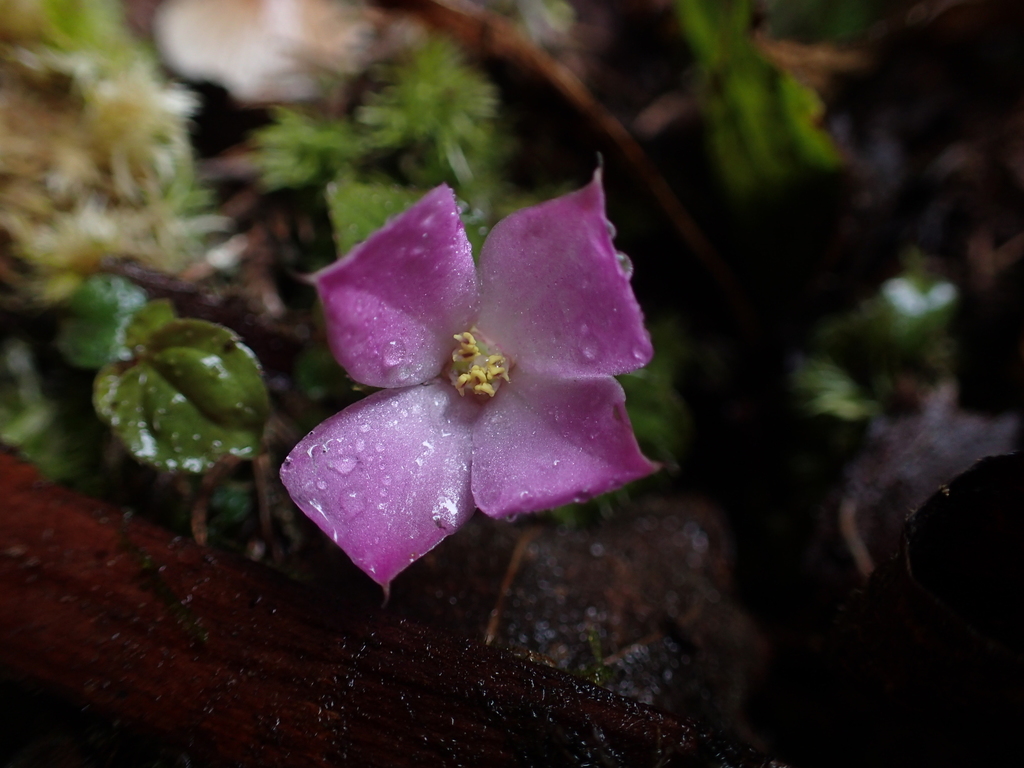 Sarcopyramis nepalensis (Sarcopyramis nepalensis)