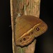 Cingalese Bushbrown - Photo (c) Nuwan Chathuranga, all rights reserved, uploaded by Nuwan Chathuranga