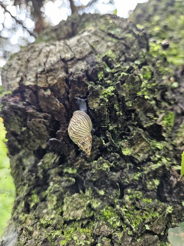 Mesembrinus rudis