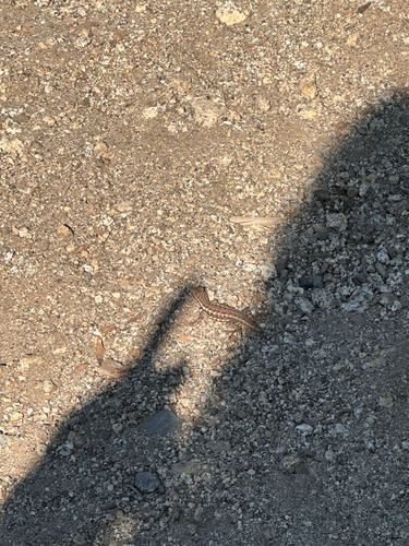 iNaturalist observation photo of Common Sagebrush Lizard