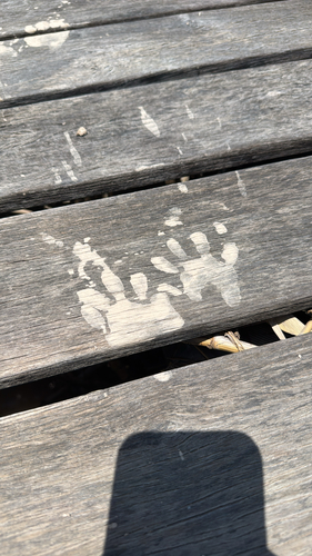 iNaturalist observation 2025-07-13