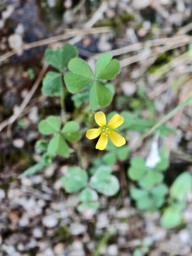 Creeping Woodsorrel