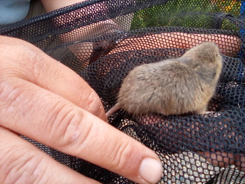 Southern California Pocket Gopher