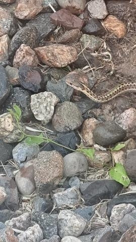 iNaturalist observation 2025-07-13