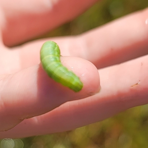 iNaturalist observation photo of Cutworm Moths and Allies