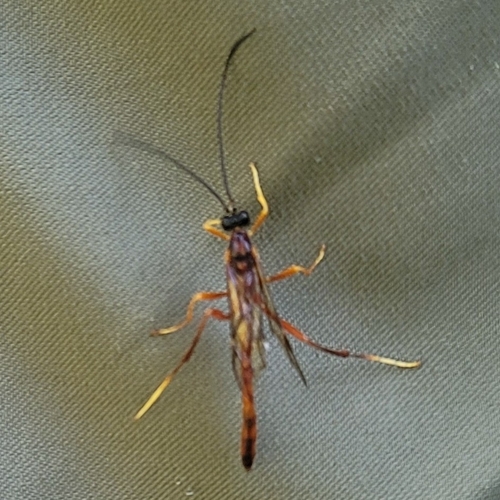 iNaturalist observation photo of Giant Ichneumonid Wasps