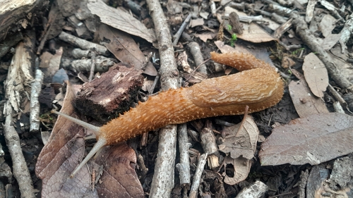 Echinix rugosa