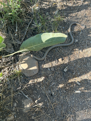 iNaturalist observation photo of Northern Rubber Boa
