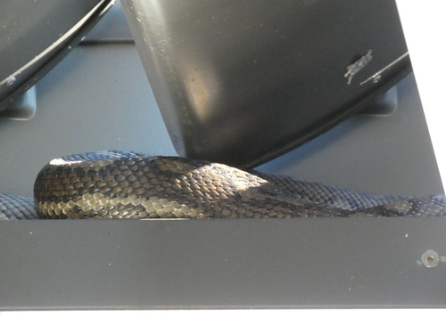 Coastal Carpet Python sighting