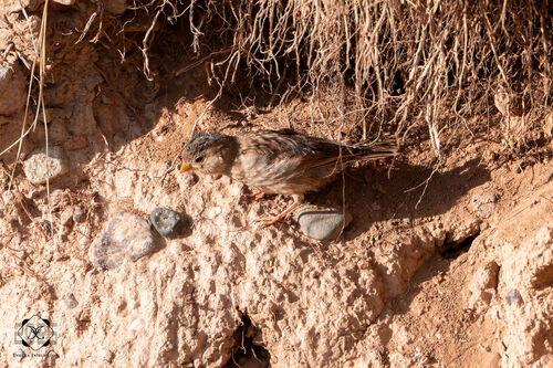 Rock Sparrow