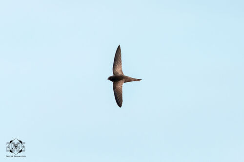 Common Swift