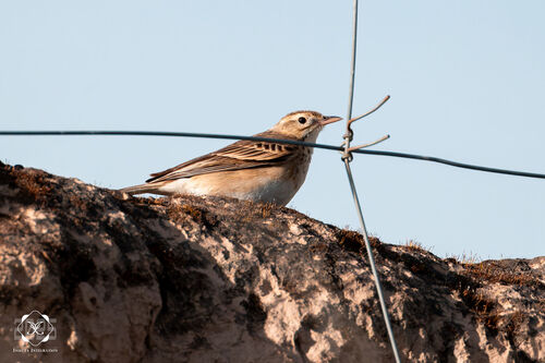 Blyth's Pipit