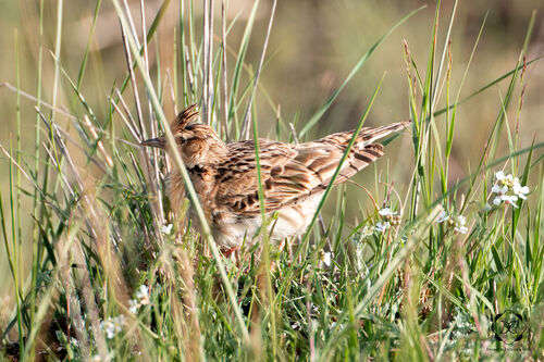 Oriental Skylark