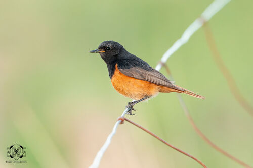 Black Redstart