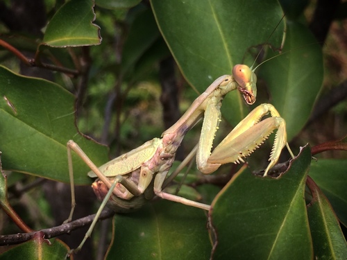 Transcaucasian Giant Mantis