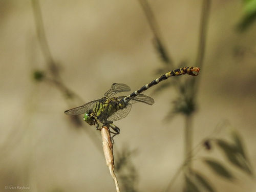 Small Pincertail
