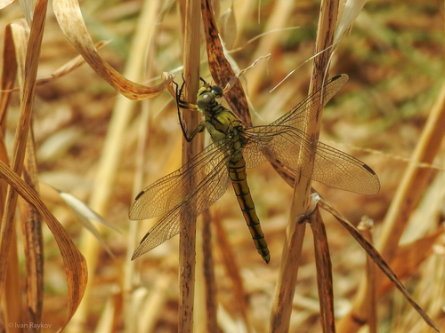 Black-tailed Skimmer