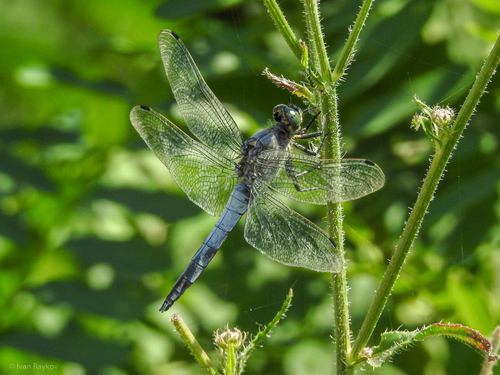 Black-tailed Skimmer
