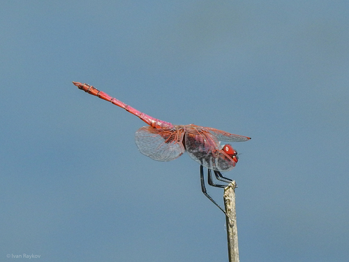 Violet Dropwing