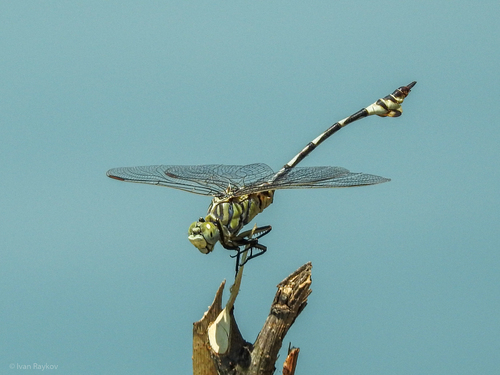Bladetail