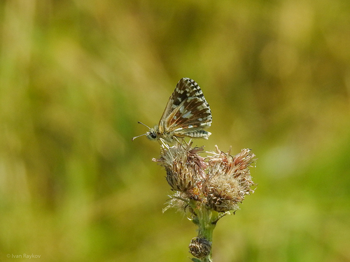 Grizzled Skipper