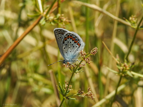 Silver-studded Blue