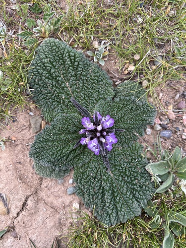 Common Lamiophlomis