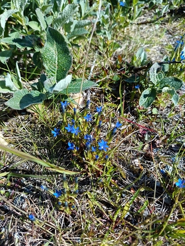 Alpine gentian