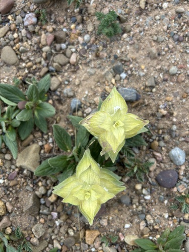 Ajuga lupulina