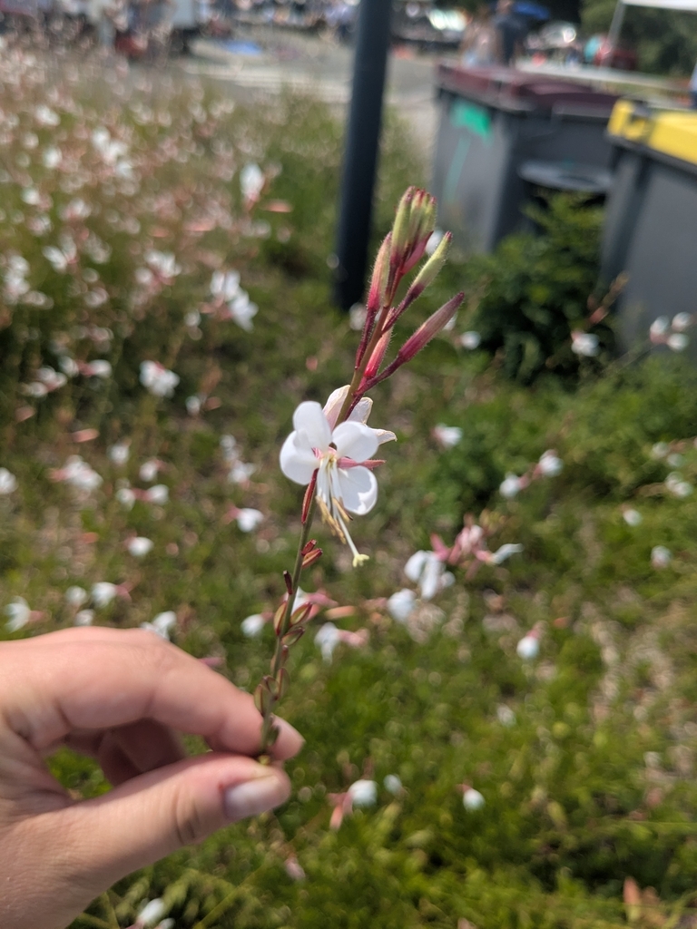 Gaura lindheimeri