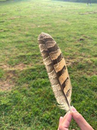 View observation of {o.common_name} on iNaturalist