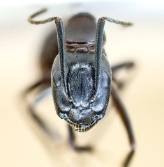 Camponotus vicinus image